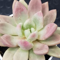 Echeveria "pink donna" (special edition) 10