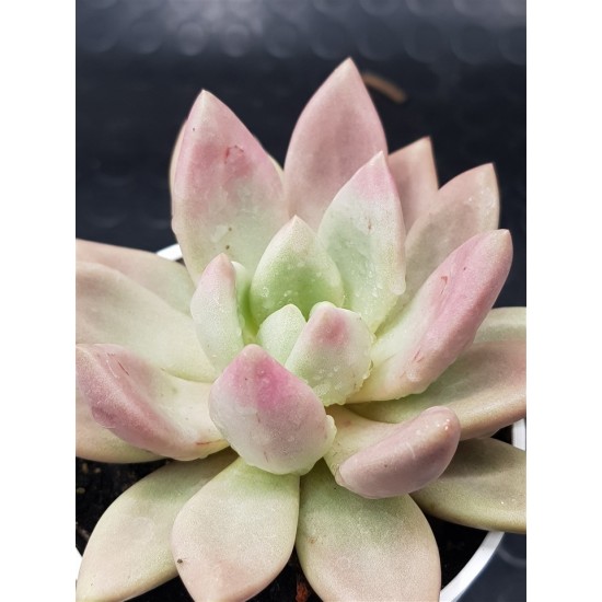 Echeveria "pink donna" (special edition) 10