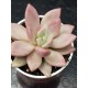 Echeveria "pink donna" (special edition) 10