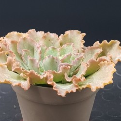 Echeveria " pink frills " 10+