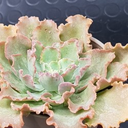 Echeveria " pink frills " 10+