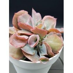 Echeveria pink trumpet γλ. 12