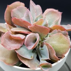 Echeveria pink trumpet γλ. 12