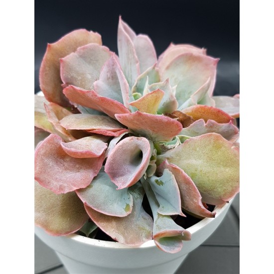 Echeveria pink trumpet γλ. 12
