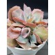 Echeveria pink trumpet γλ. 12
