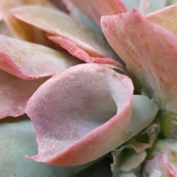 Echeveria pink trumpet γλ. 12