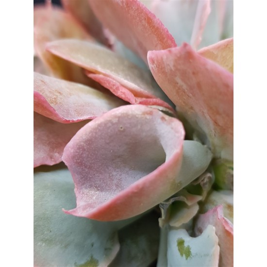 Echeveria pink trumpet γλ. 12
