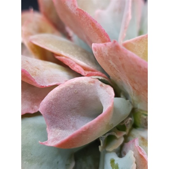 Echeveria pink trumpet γλ. 12