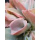 Echeveria pink trumpet γλ. 12