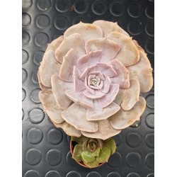Echeveria  " Pollux " 11