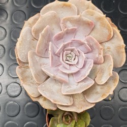 Echeveria  " Pollux " 11