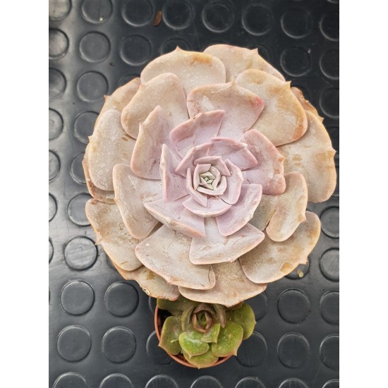 Echeveria  " Pollux " 11