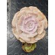 Echeveria  " Pollux " 11
