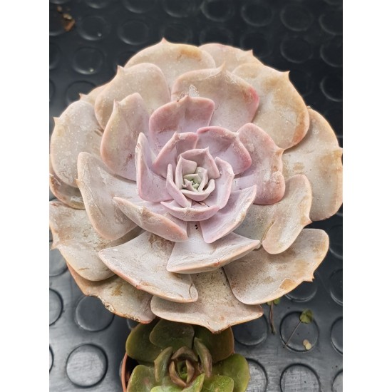 Echeveria  " Pollux " 11