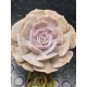 Echeveria  " Pollux " 11