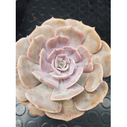 Echeveria  " Pollux " 11