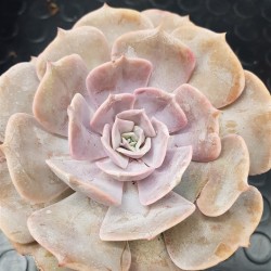 Echeveria  " Pollux " 11