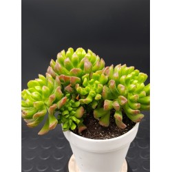 Echeveria " red latern " (special edition )   10