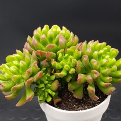 Echeveria " red latern " (special edition )   10