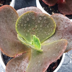 Echeveria " Red wing II " 12,5