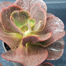 Echeveria " Red wing II " 12,5