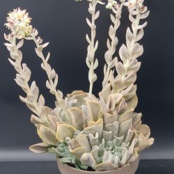  Echeveria runyonii  ( μοναδικό φυτό -unique )