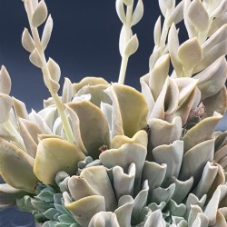  Echeveria runyonii  ( μοναδικό φυτό -unique )