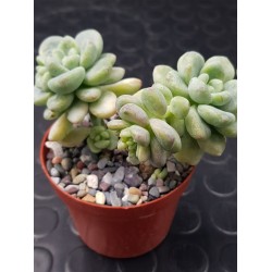 Echeveria "amoena " 8.5