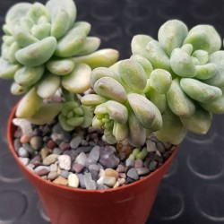 Echeveria "amoena " 8.5