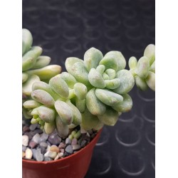 Echeveria "amoena " 8.5