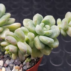 Echeveria "amoena " 8.5