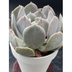 Echeveria " Holy gate "  ( speciaedition) 10