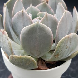 Echeveria " Holy gate "  ( speciaedition) 10