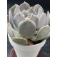 Echeveria " Holy gate "  ( speciaedition) 10
