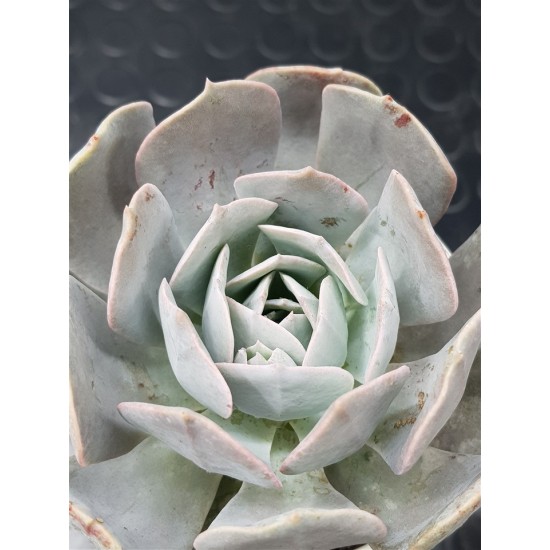 Echeveria " Holy gate "  ( speciaedition) 10