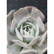 Echeveria " Holy gate "  ( speciaedition) 10