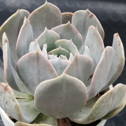 Echeveria " Holy gate "  ( speciaedition) 10