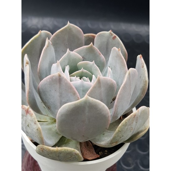 Echeveria " Holy gate "  ( speciaedition) 10