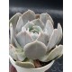Echeveria " Holy gate "  ( speciaedition) 10