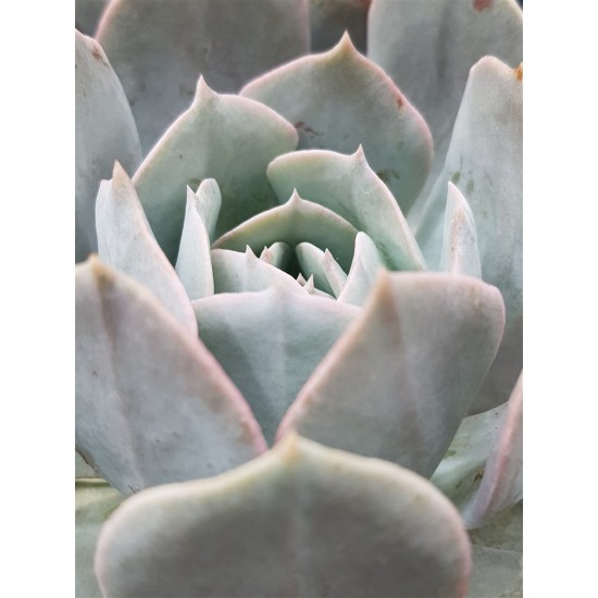 Echeveria " Holy gate "  ( speciaedition) 10