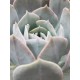 Echeveria " Holy gate "  ( speciaedition) 10