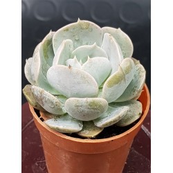 Echeveria " Holy gate " 5,5