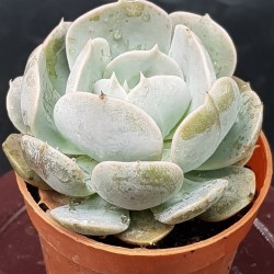 Echeveria " Holy gate " 5,5