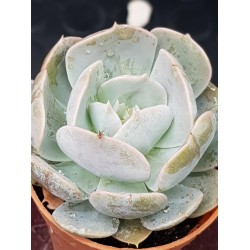 Echeveria " Holy gate " 5,5