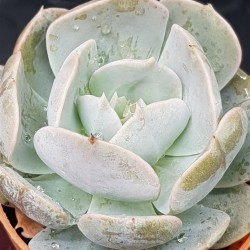 Echeveria " Holy gate " 5,5
