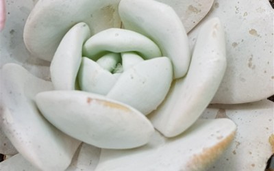 ΠΑΧΥΦΥΤΑ : 'FARINA 