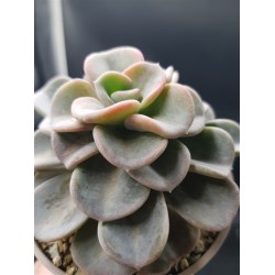 Echeveria orpet γλ. 8,5