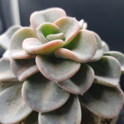Echeveria orpet γλ. 8,5