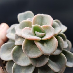 Echeveria orpet γλ. 8,5