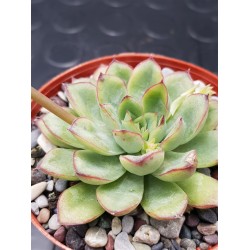 Echeveria "pulidonis " 8,5